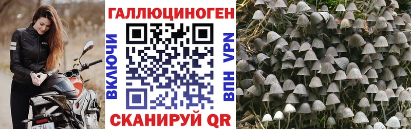Псилоцибиновые грибы Psilocybe  дарнет шоп  Саяногорск 