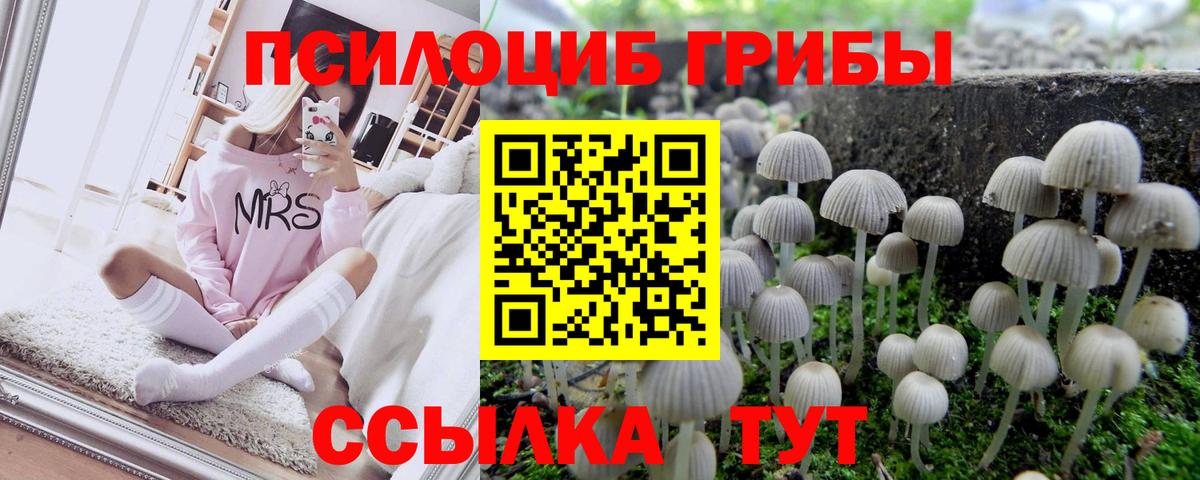 Саяногорск  Псилоцибиновые грибы Cubensis  Вход с VPN 